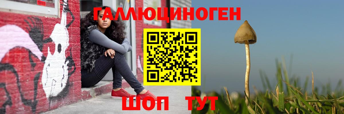 Псилоцибиновые грибы Psilocybe Брянск